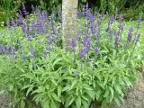 Salvia blue_group